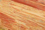 Free Standing Petrified Wood (Araucarioxylon) - Arizona #371658-2